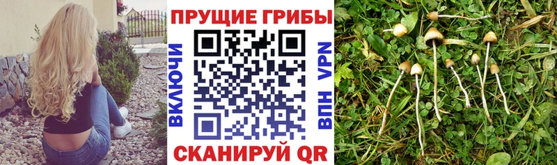 наркотики  Королёв  это клад  Псилоцибиновые грибы Cubensis 